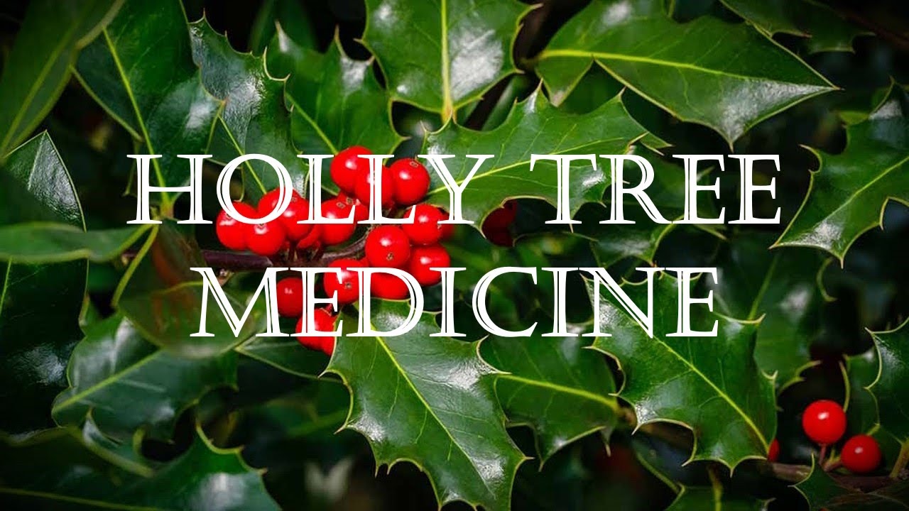 Around the Grove, Medicine ~ Holly ~ 2023