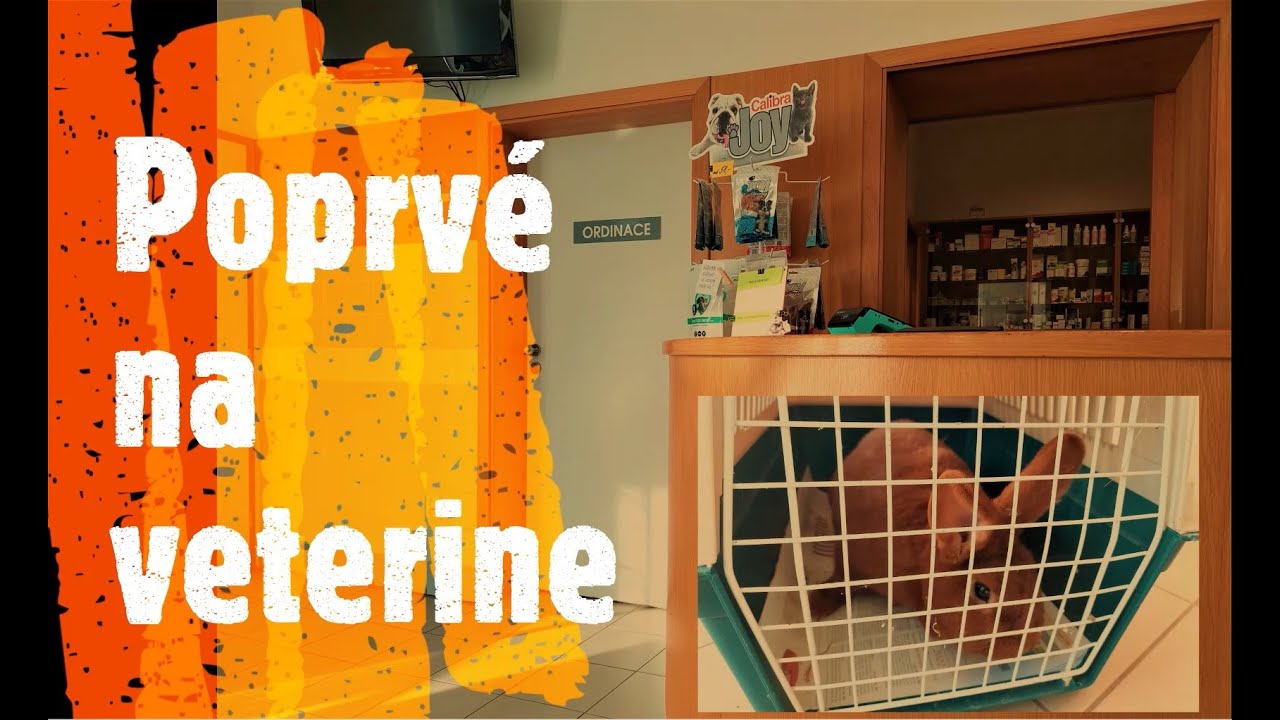 Poprvé na veterině