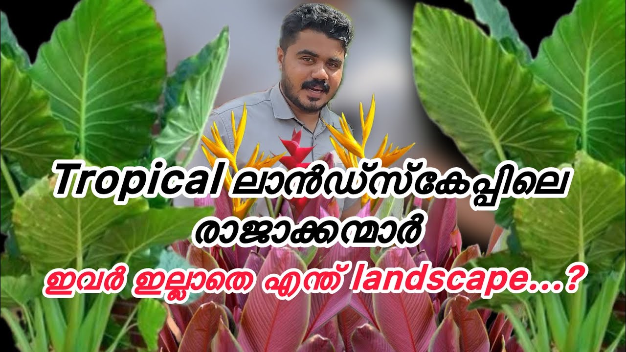 ട്രോപ്പിക്കൽ ലാൻഡ്സ്‌കേപ്പിലെ രാജാക്കന്മാർ...!!!