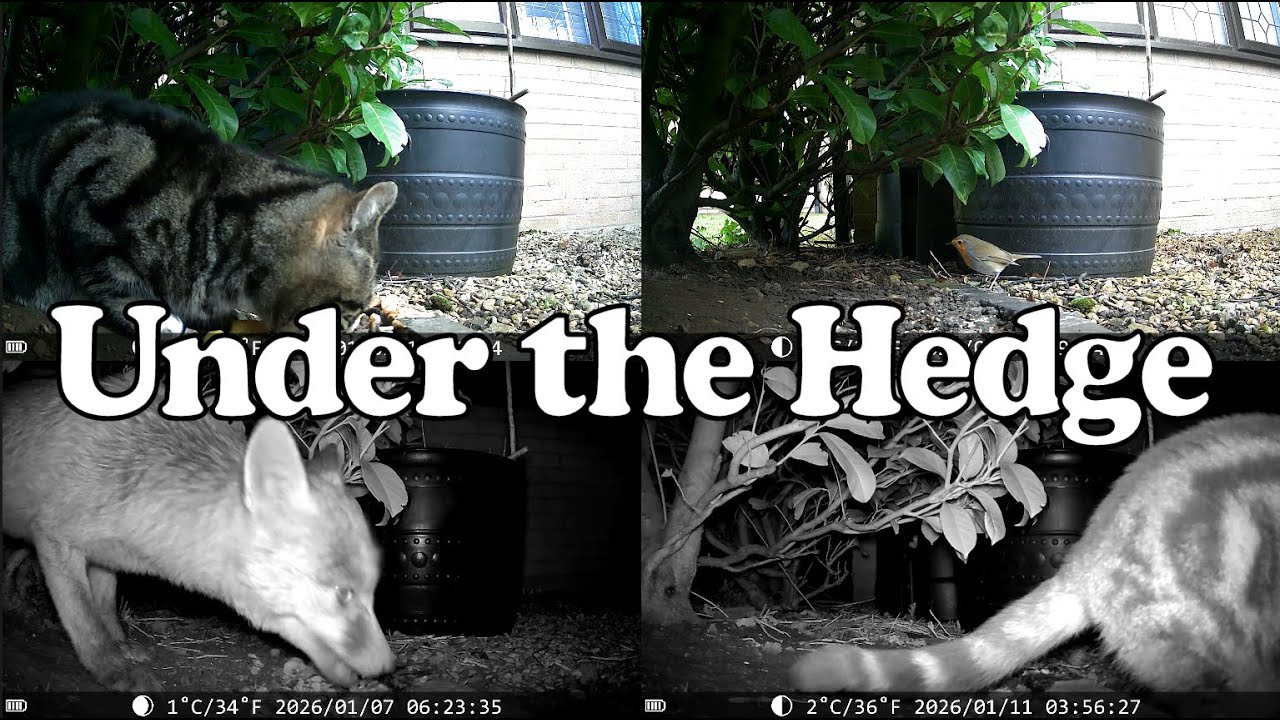 Under the Hedge 20260105 to 20260112