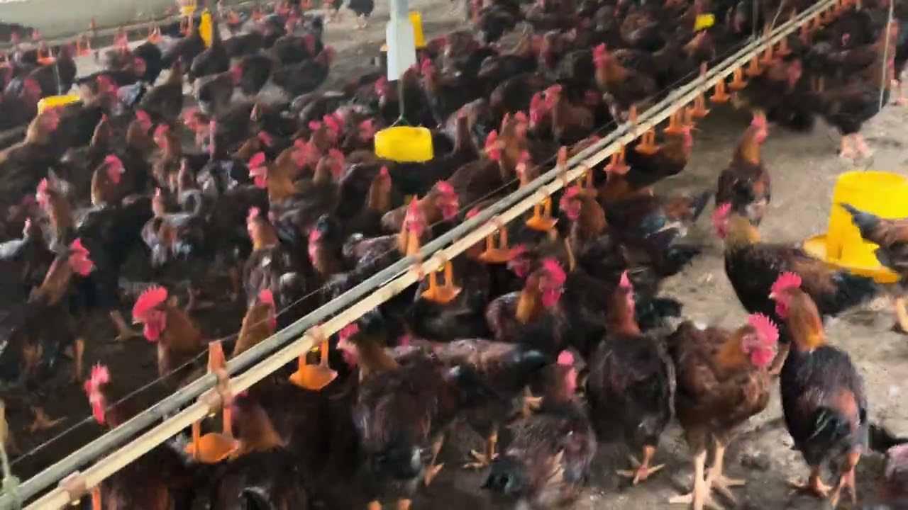 60000 gần hồ