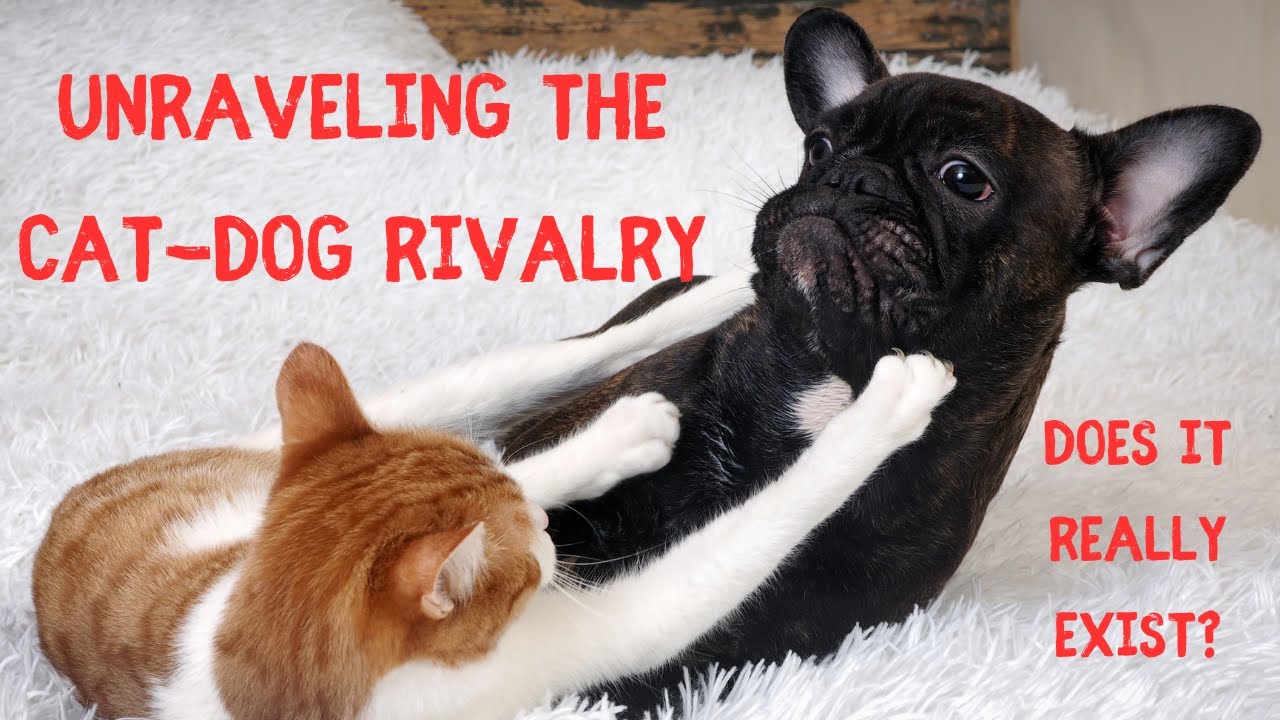 Unraveling the Cat-Dog Rivalry 😺🐶 🤔