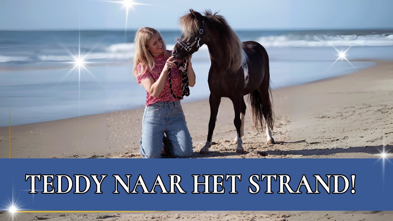 Durft Teddy de zee in?! | PaardenpraatTV