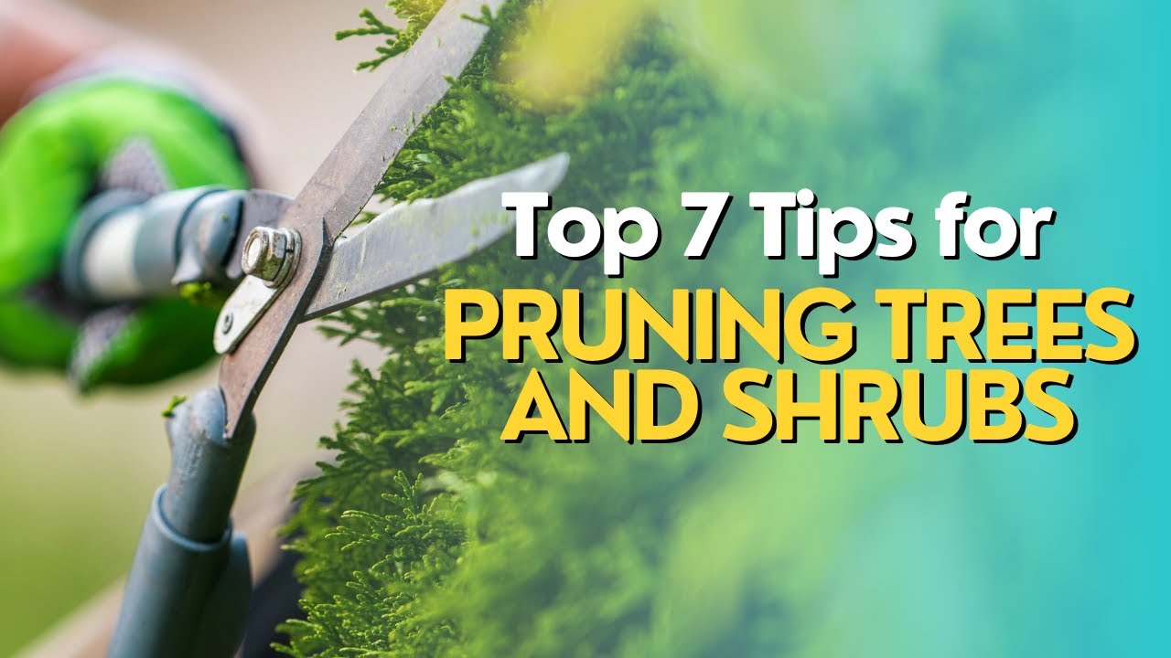 Top 7 Tips for Pruning Trees and Shrubs Like a Pro
