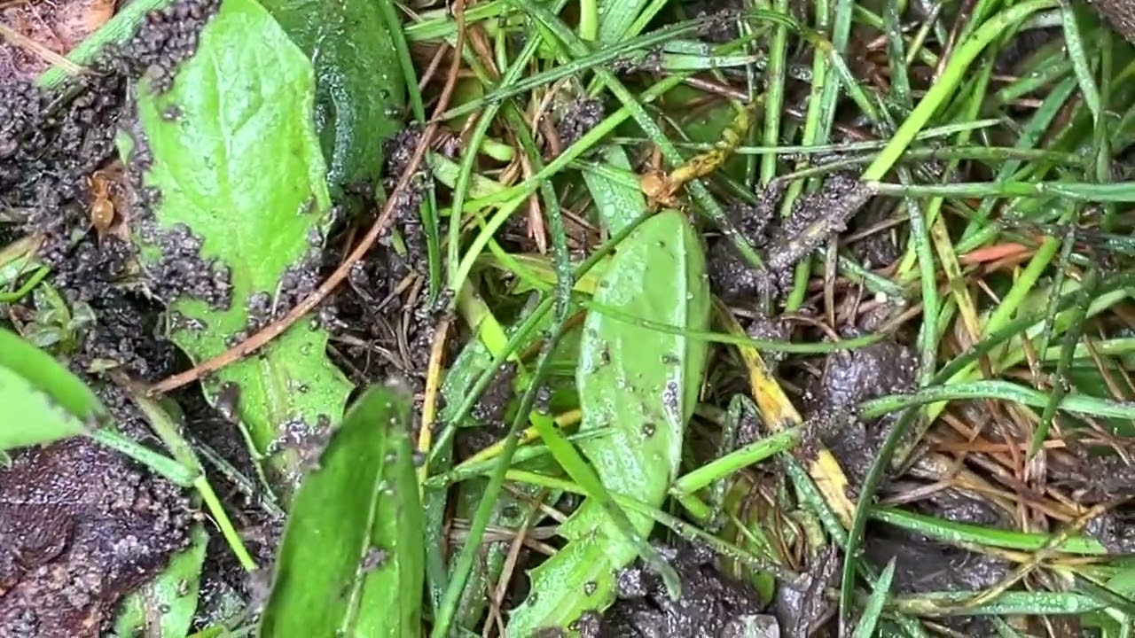 Yellow ants (short film) location north sealand Denmark