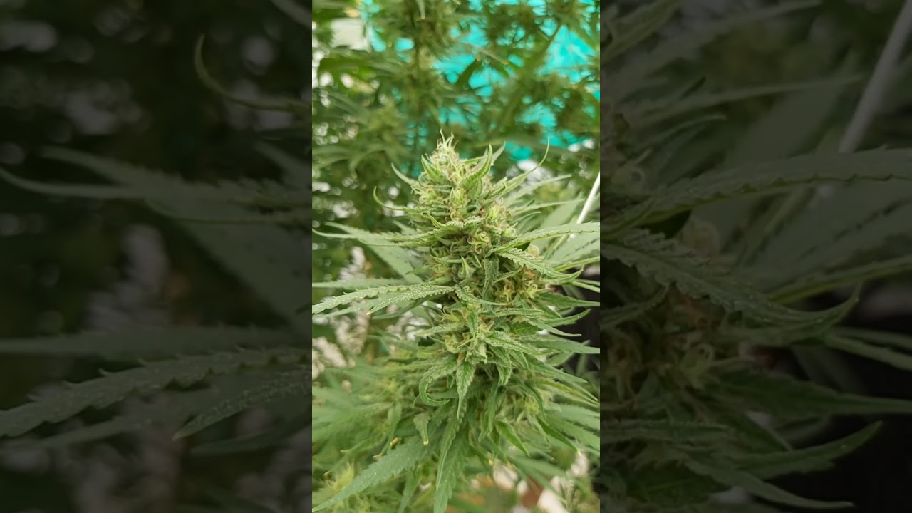 grandes y gordas flores de green poison feminizada de sweet seeds