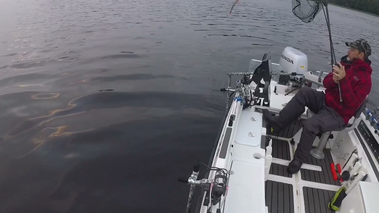 Big zander (stor g&ouml;s) pelagiskt. 90 cm, haffad med direktkast.
