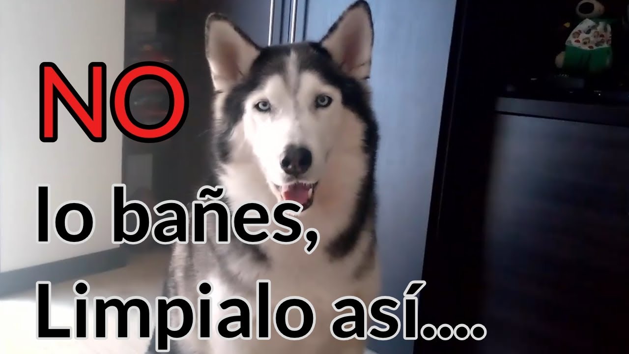 Así se limpia un Husky Siberiano 🐺💧