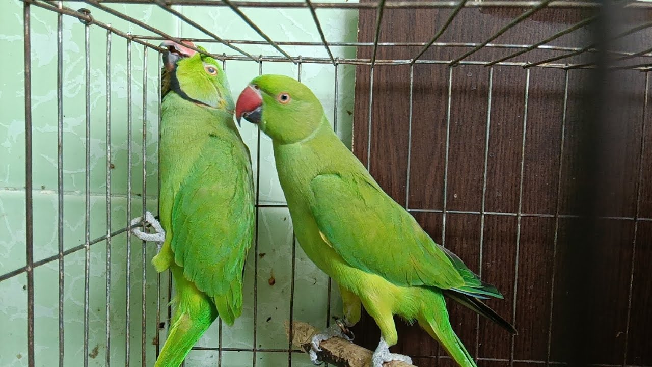 Sad this 🦜 parrots 