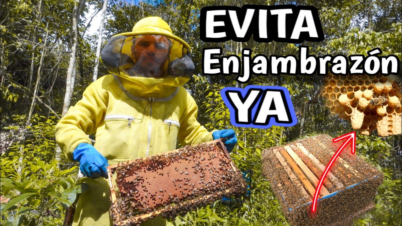 ¿Cómo Evitar la Enjambrazón? 🐝 Y Colocar Doble Cámara de Cría Paso a Paso 📦