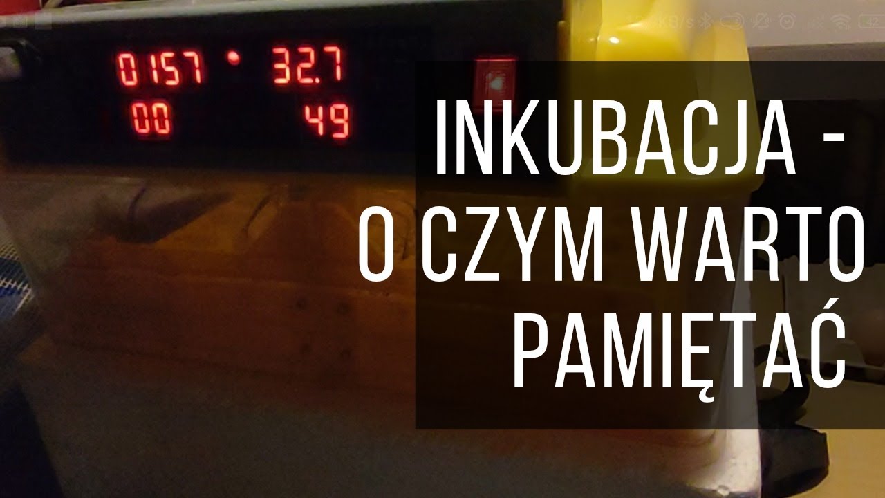 O czym warto pamiętać przed rozpoczęciem inkubacji #inkubacja