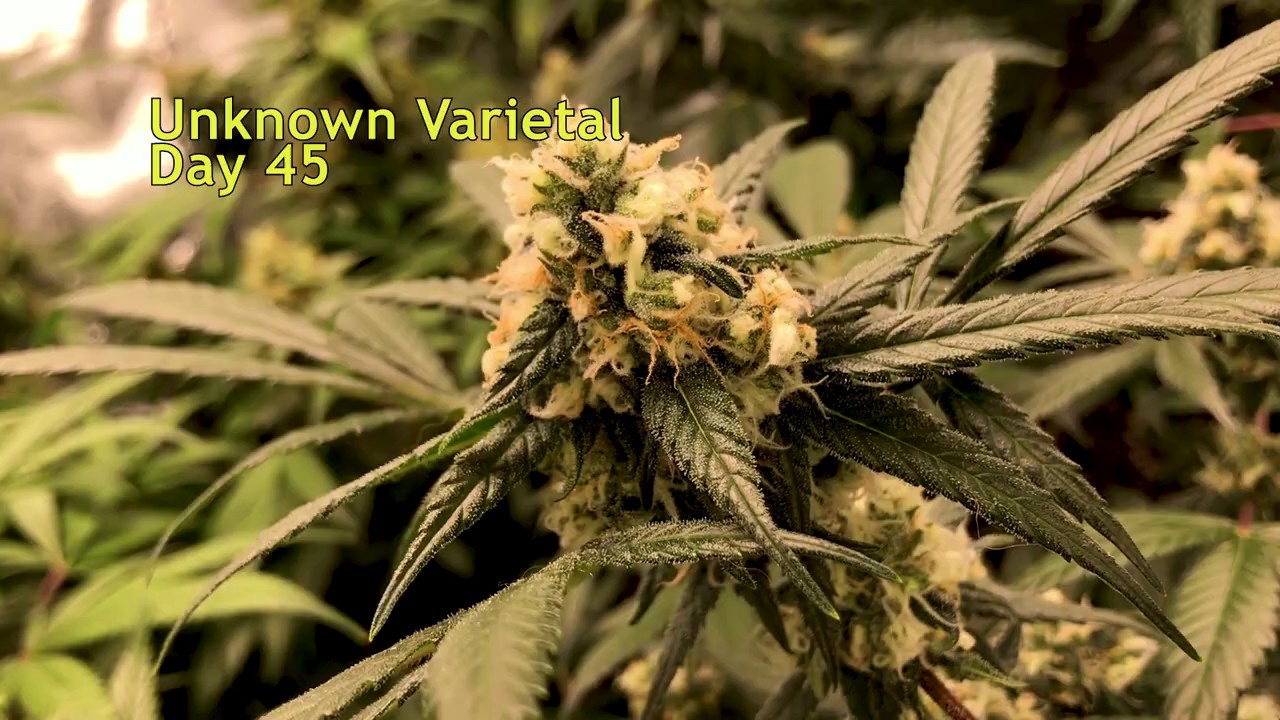 Cannabis Growing Indoors - Unknown Varietal, Day 45 of Flowering