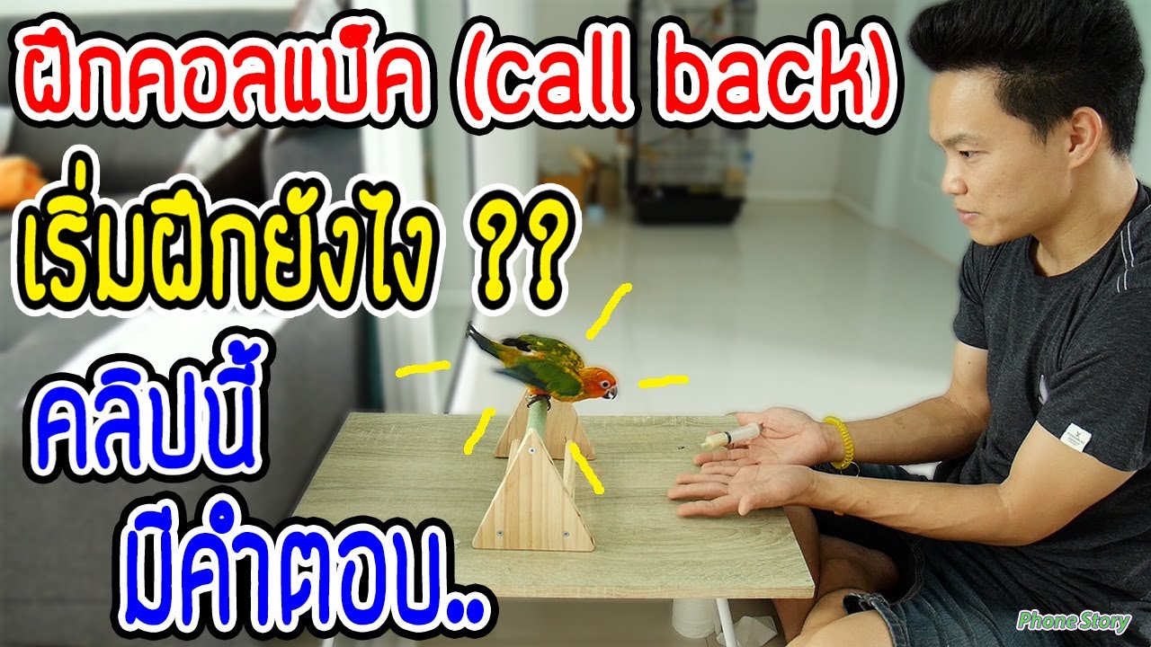 วิธีฝึกเรียกนก (Callback) ฝึกนกแก้ว ให้เชื่อง ก่อนบินอิสระ ลูกป้อนนกแก้ว อายุ 2 เดือน (ซันคอนัวร์ว)
