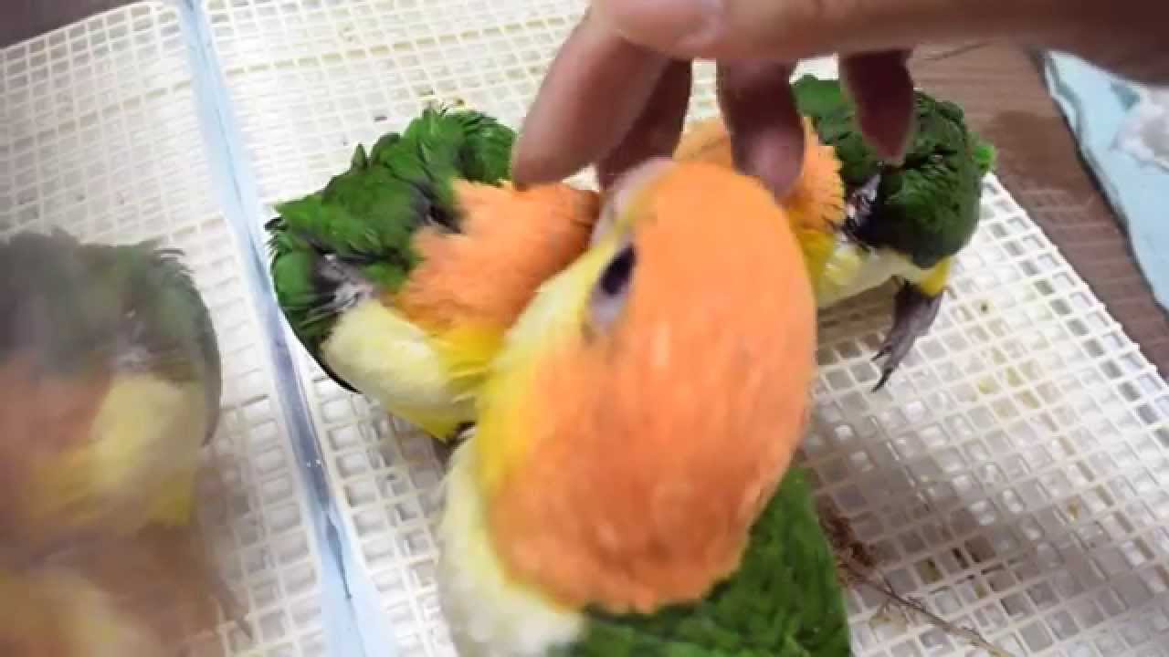 雛をなで回すだけの動画