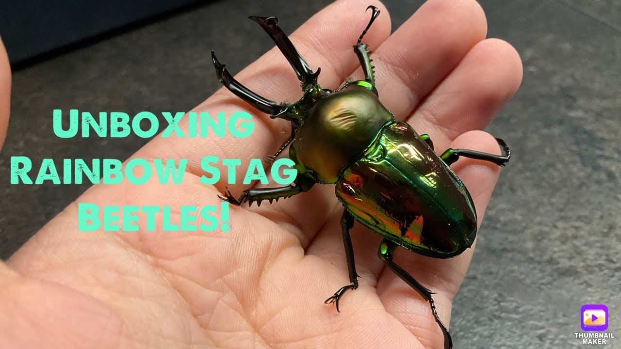 Unboxing a Rainbow Stag Beetle!