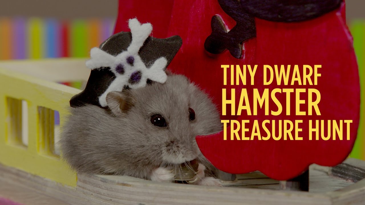 Tiny Dwarf Hamster Treasure Hunt - Starring Dumptruck & Porkchop