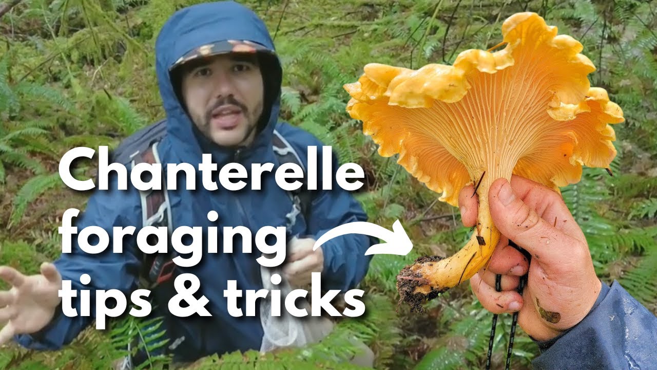 Chanterelle Foraging Tips & Tricks (PNW mushrooms)