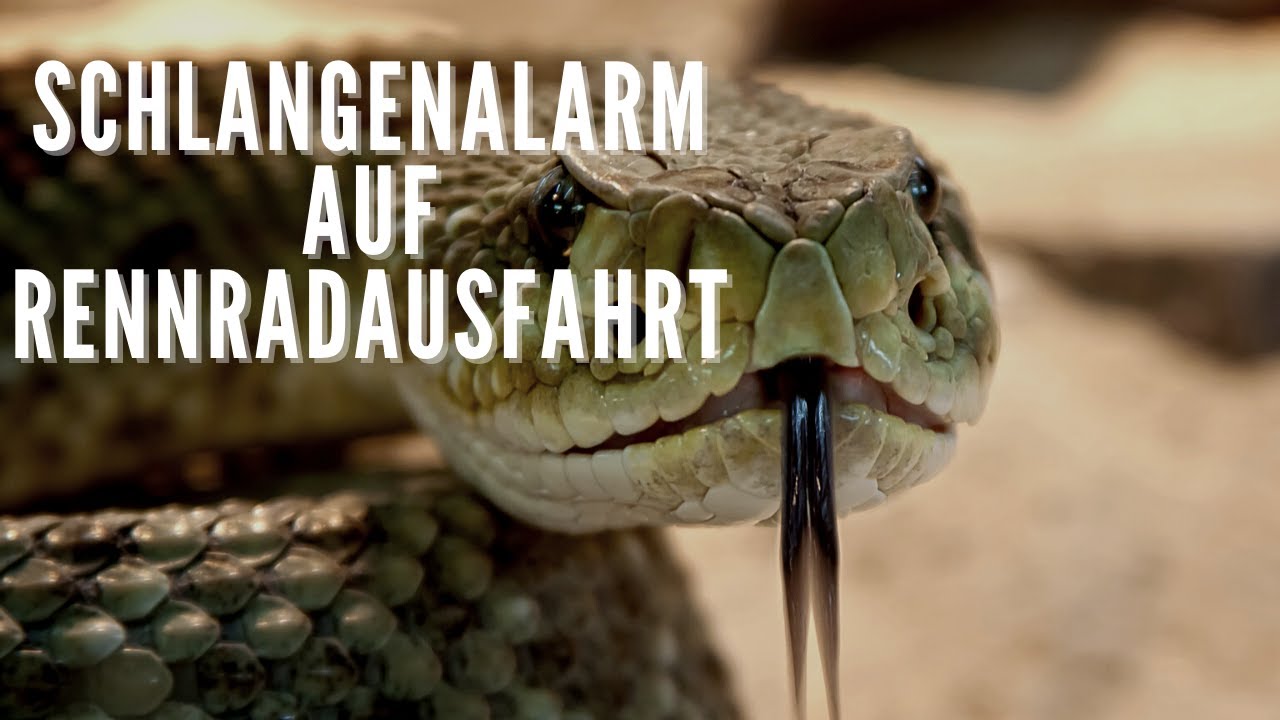 Schlangenalarm auf Rennradausfahrt 🇩🇪