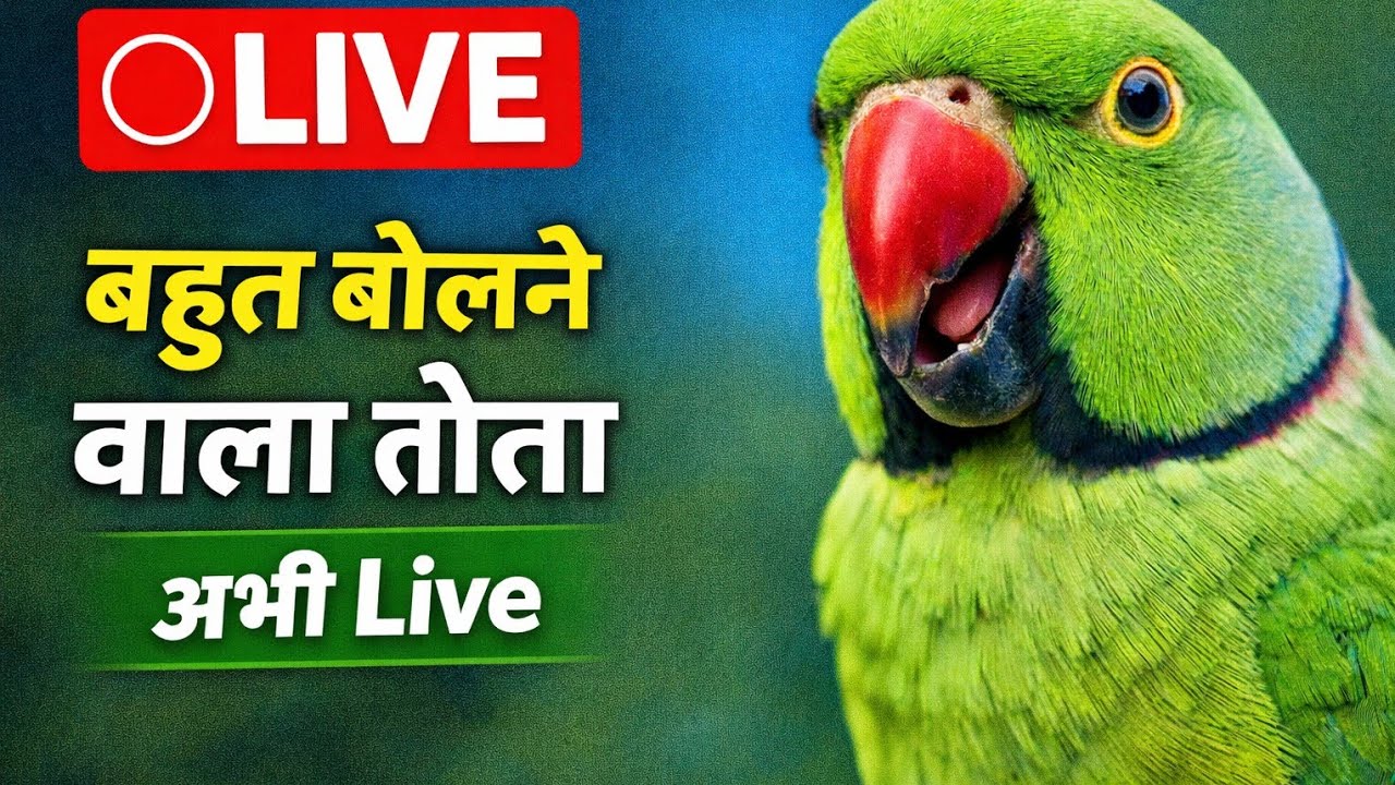 Live streaming of Shavez Tota #talkingparot 