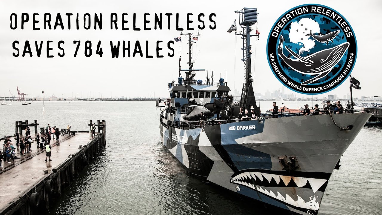 Operation Relentless Saves 784 Whales
