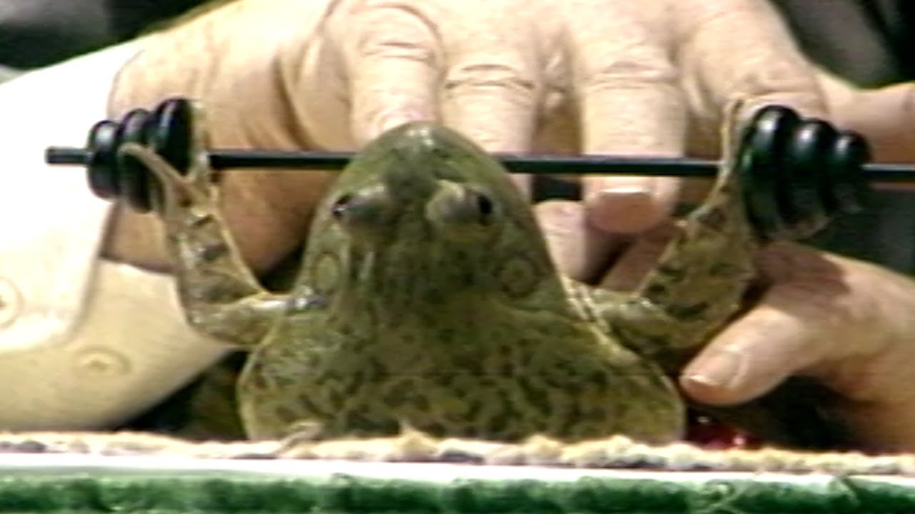 Frogs pumping iron? Amphibian graduates from Croaker College amazed crowds in ‘80s