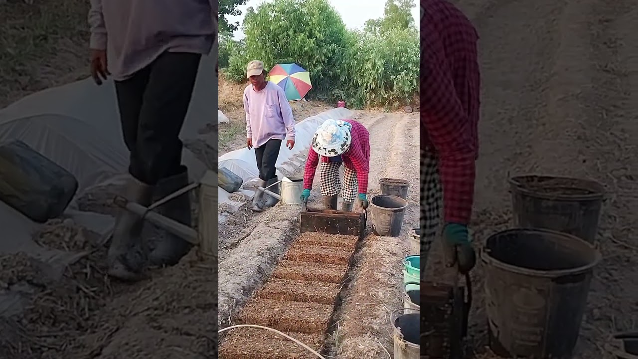 ขั้นตอนเริ่มต้นปลูกเห็ดฟาง#เกษตรกร
