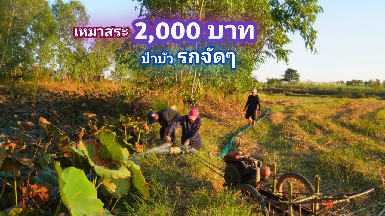 เหมาสระ 2,000 บาท ดงบัวรกๆเเบบนี้ ปลากับงูอันไหนจะเยอะกว่ากัน / บ้านนอก EP.844