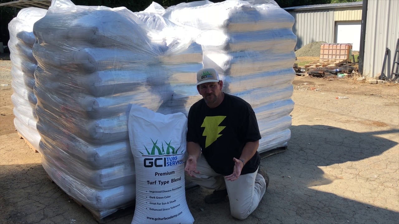 Turf Type Tall Fescue Grass Seed - Dark Green Grass
