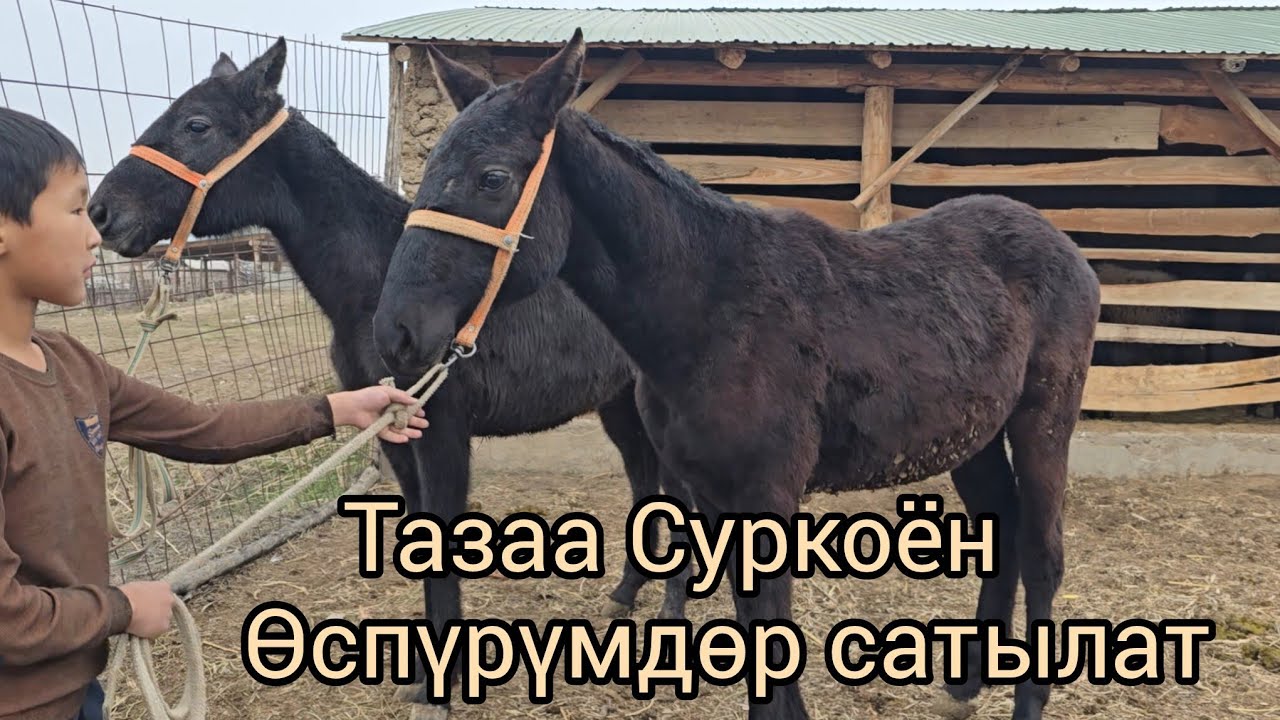 Бүгүн 5 февраль 2026 Тазаа суркоён лина Өспүрүмдөр сатылат #атбазар #жылкыбазар #кыргызстан 
