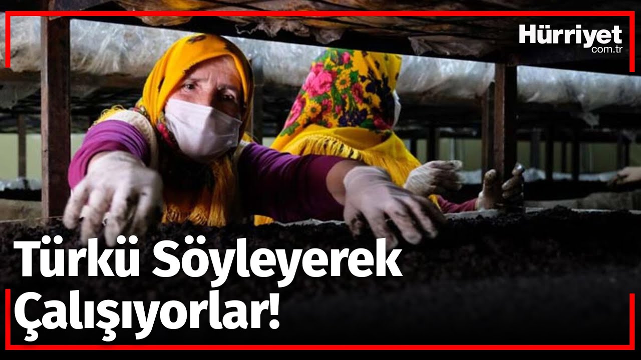 Toros Dağları'ndaki Üretiliyor! Köyün Gelir Kapısı Oldu