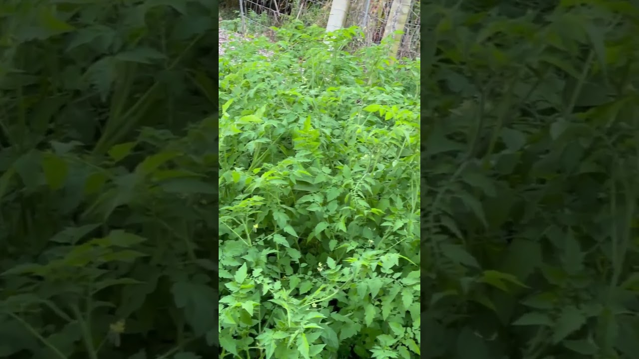 Everglade Tomato Food Forest #gardening #farmlife #tomato #foodforest