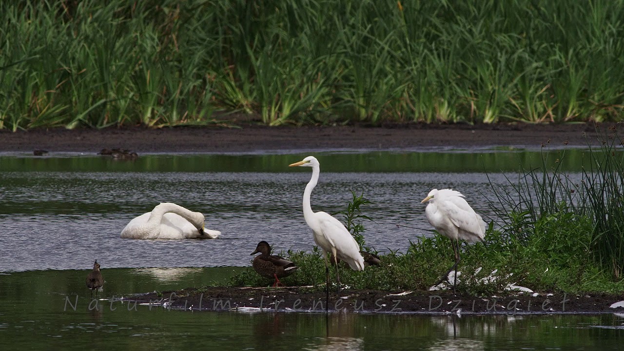Czapla biała  (Ardea alba) Silberreiher