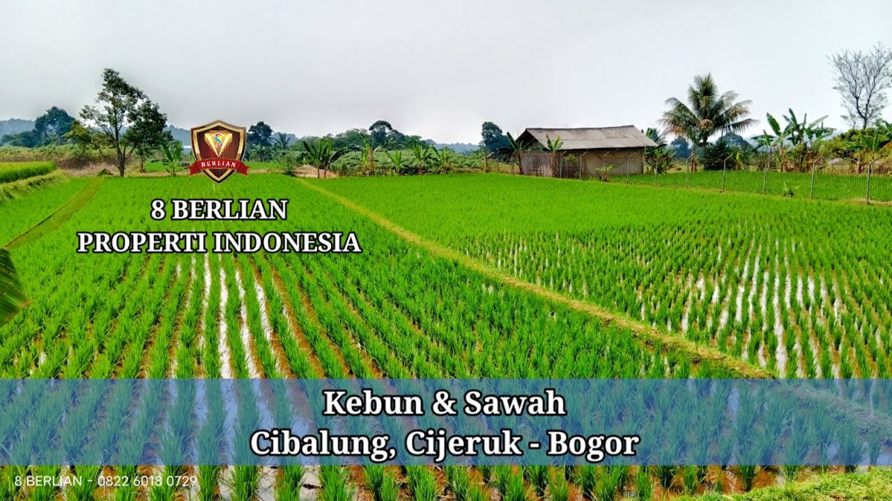 Kebun dan Sawah dengan view gunung dan city light di Cibalung Cijeruk Bogor | tanah murah