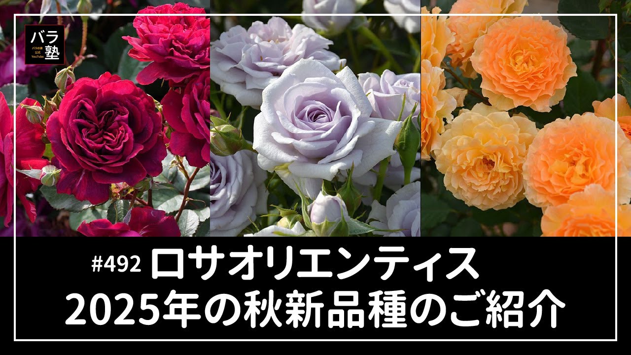 #492 ロサオリエンティス2025年の秋新品種をご紹介