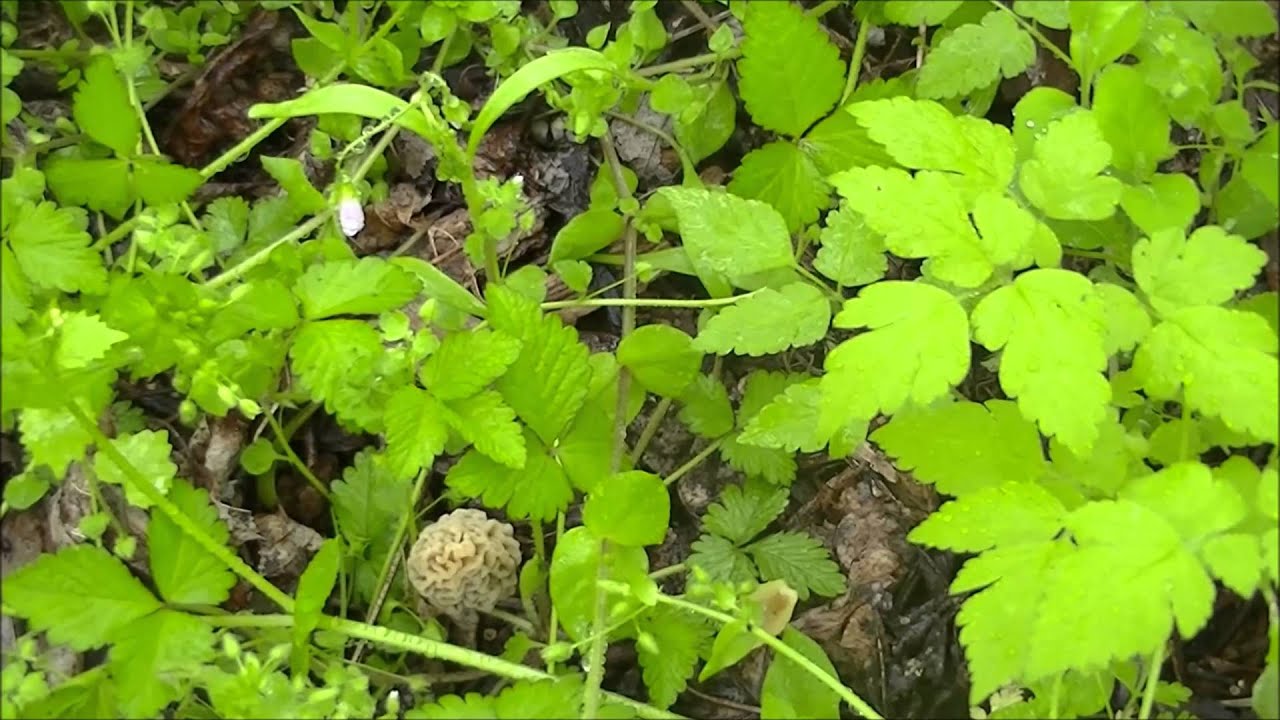 Blonde Morels