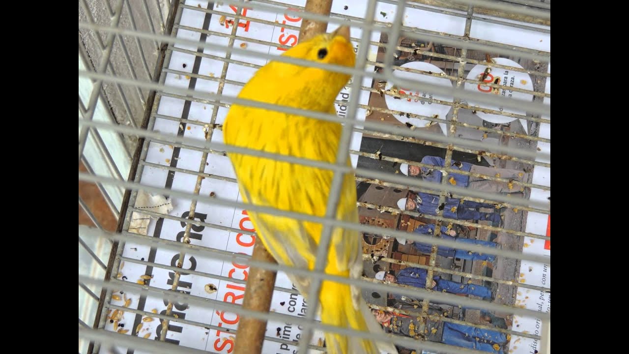 CRIADERO CANARIOS ROLLER , CUNA DE GRANDES CAMPEONES