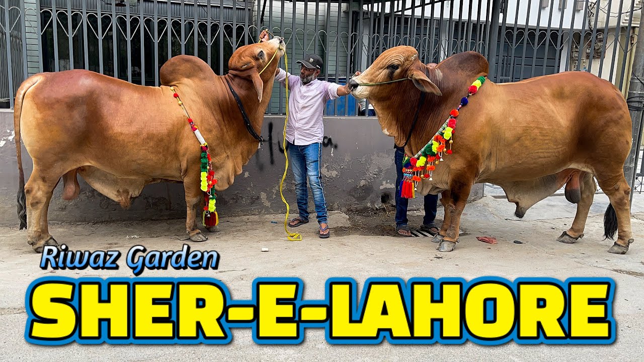 SHER E LAHORE RIWAZ GARDEN FULL HEAVY BULLS BAKRA EID 2022