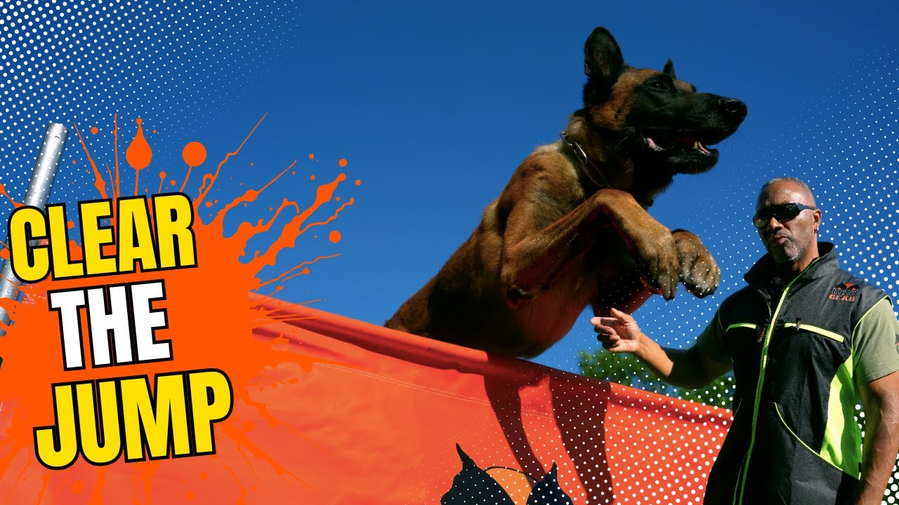 How to Train the IGP Jump | GK9 Obedience Training