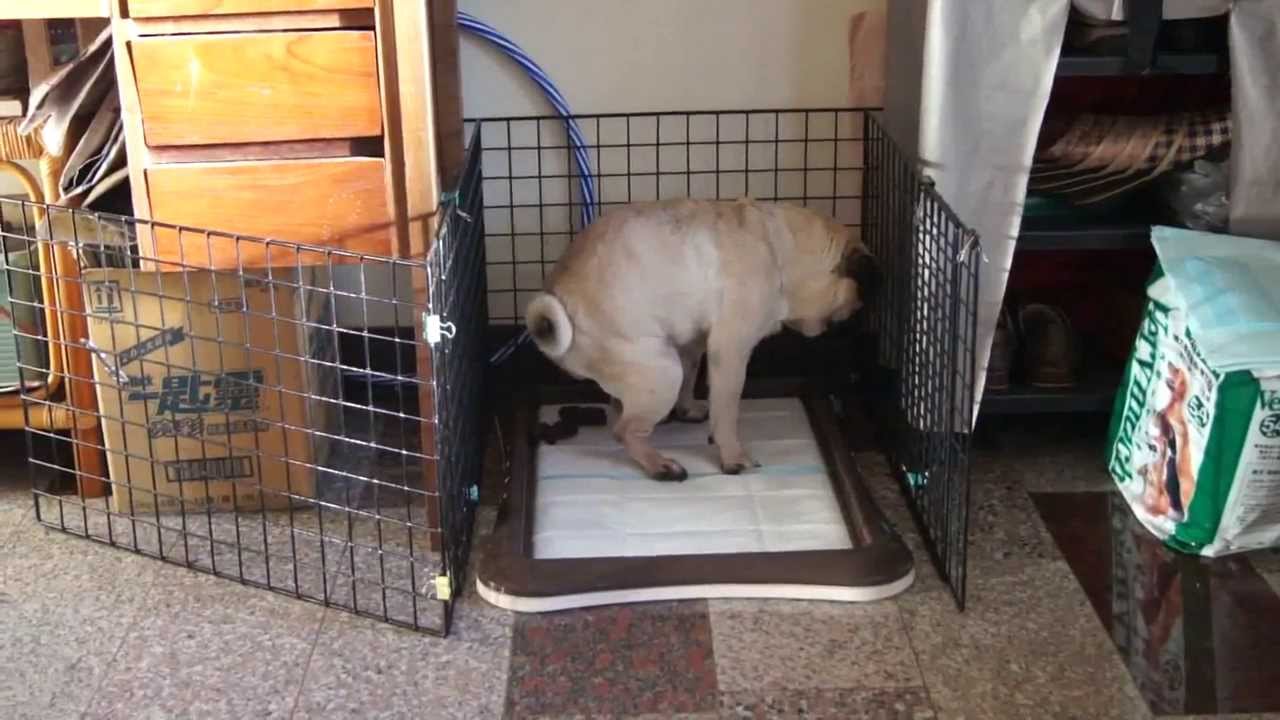 二歲大巴哥犬,定點大小便訓練成果 [明德狗家教]