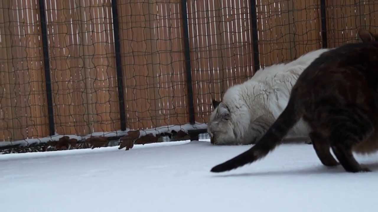 Sibirische Waldkatze (Neva Masquarade) sieht zum ersten Mal Schnee