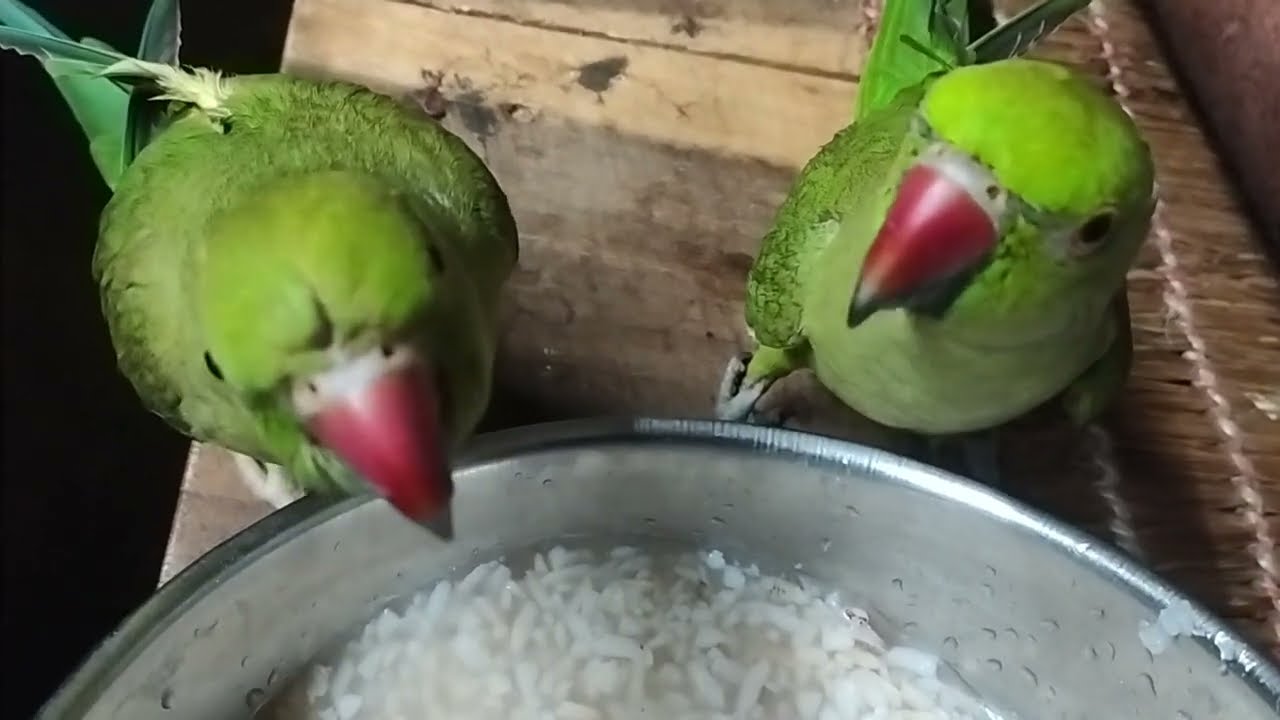 #parrot 🦜🦜🦜🦜🦜🦜#subscribers 