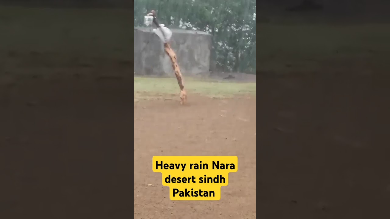Monsoon season first heavy rain Nara desert sindh Pakistan