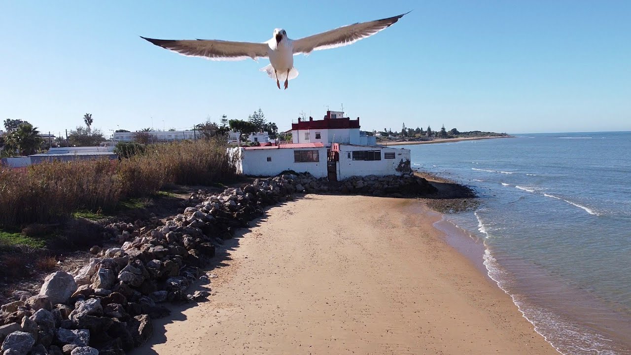 Ataque gaviotas