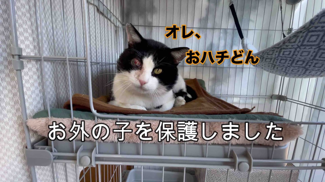【おハチどん物語】片目を怪我したお外の猫を保護することになりました