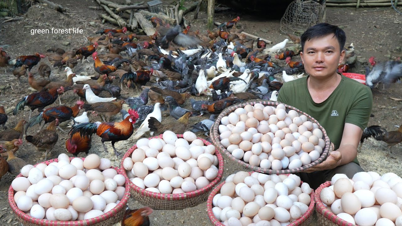 Every day I harvest hundreds of wild chicken and bird eggs. Green forest life