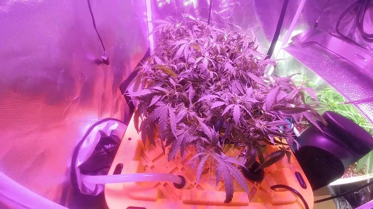 Day 38 leaf strip RDWC. GML technique