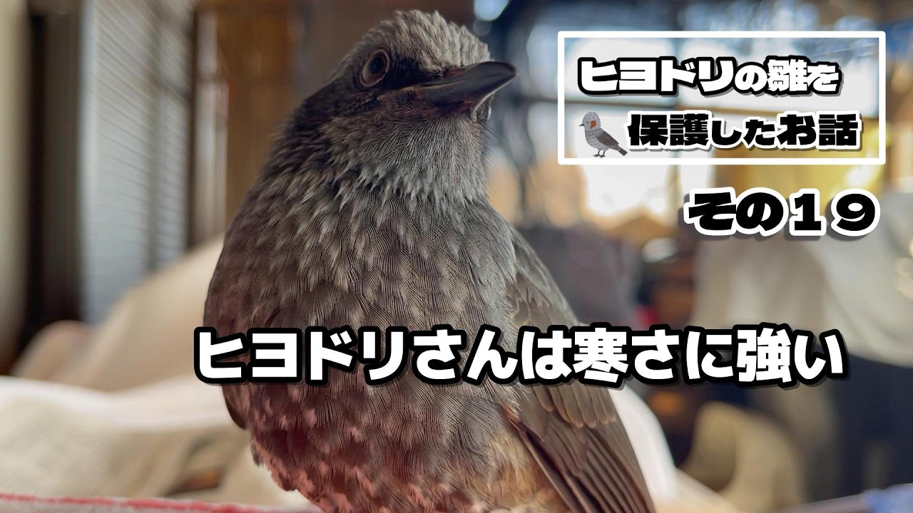 ヒヨドリさんは寒さに強い、めっちゃ強い（ヒヨドリの雛を保護したお話）19羽目