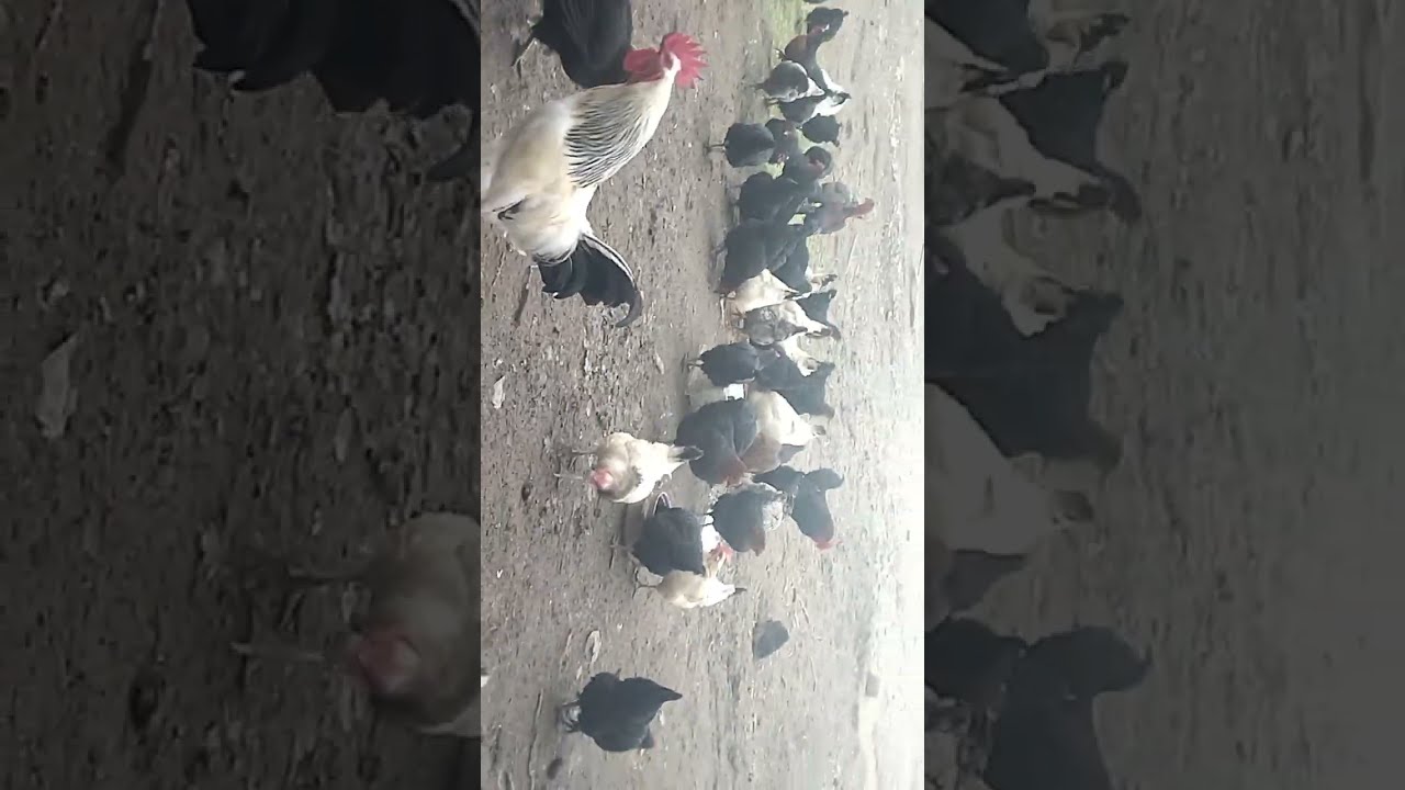 Fırtına koptu!! / Sağanak yağmur