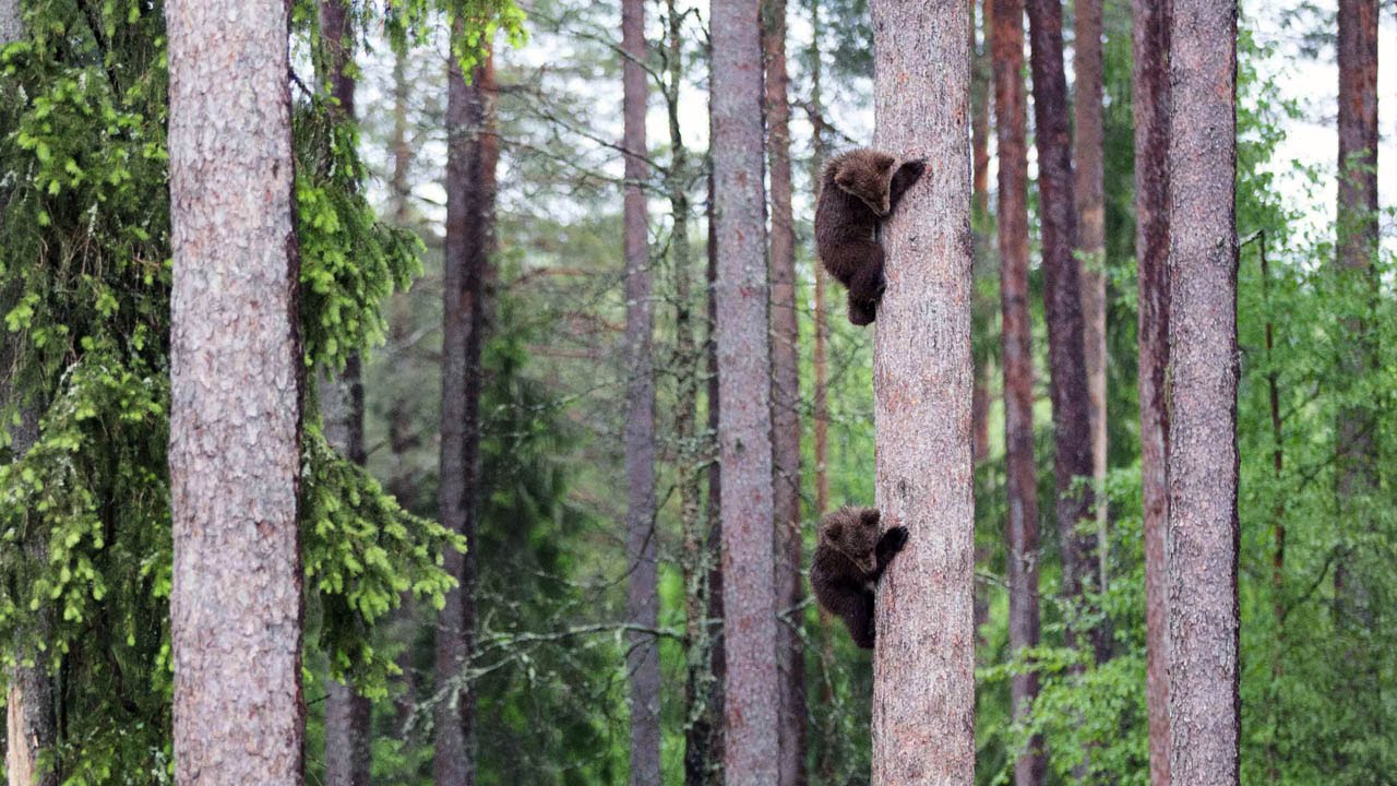 Adorable Baby Bears Climb Tall Tree
