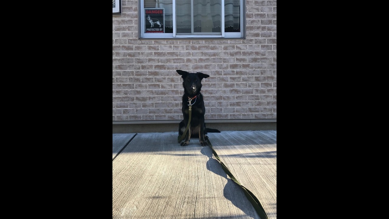 GSDはなのモーニングルーティン